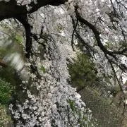 あやみんの画像