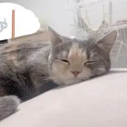 mimiの画像