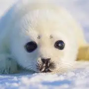 茉莉の画像