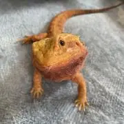 はちゅう〜