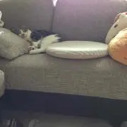 さくら