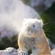 マサ☆プロフ要確認