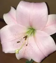 トコトコの画像