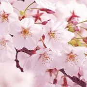 ふじっぺの画像