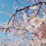 qlopiyoの画像