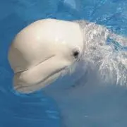 さぴょの画像