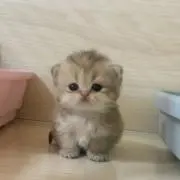 ひまわりの画像