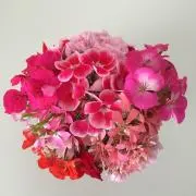 桜レイの画像