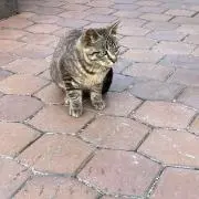 サビの画像