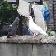 フィーン