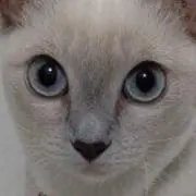 三五の月