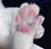 あちゃこの画像