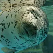 luluの画像