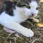 さかなくんの画像