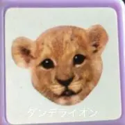 ダンデライオンの画像
