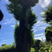 sakiの画像