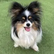 よつばの画像