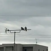 コータ