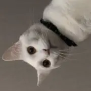 Yuraの画像