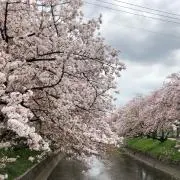 まーらーかお