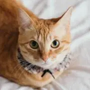 おがわの画像