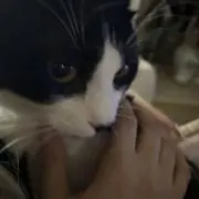 nの画像