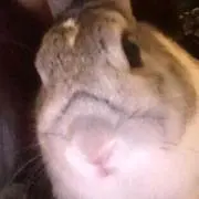 ちんぺん