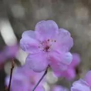 Kittyの画像