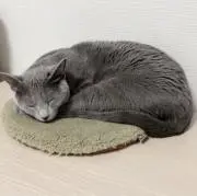おこめ