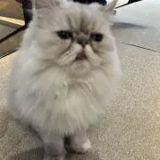 犬の画像