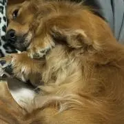 ルビーみっけ