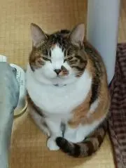 ミカコもふもふの画像