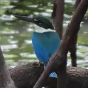 はなみずきの画像
