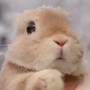 のんの画像