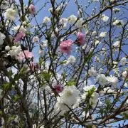 神谷明采 直筆 サイン チェキ フライデー Friday 東大 港区 石丸