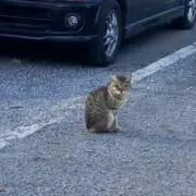 こここ