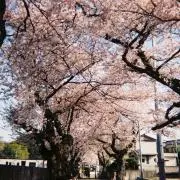 sの画像