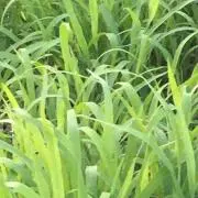 とらきちの画像