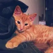 ねこたの画像