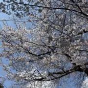 葵♡本人確認済なのにアプリ反映されない訳の画像