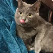 Nyanの画像