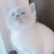 ふらっとの画像