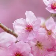 ぽんたまの画像