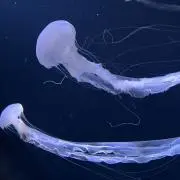 JHの画像