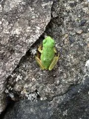 ツキヨタケの画像