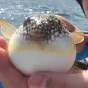 まっちっちの画像