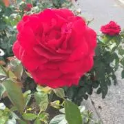 にゃるみの画像