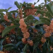 花好き