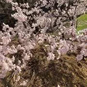 愛SAKURAの画像