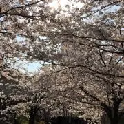 Tの画像